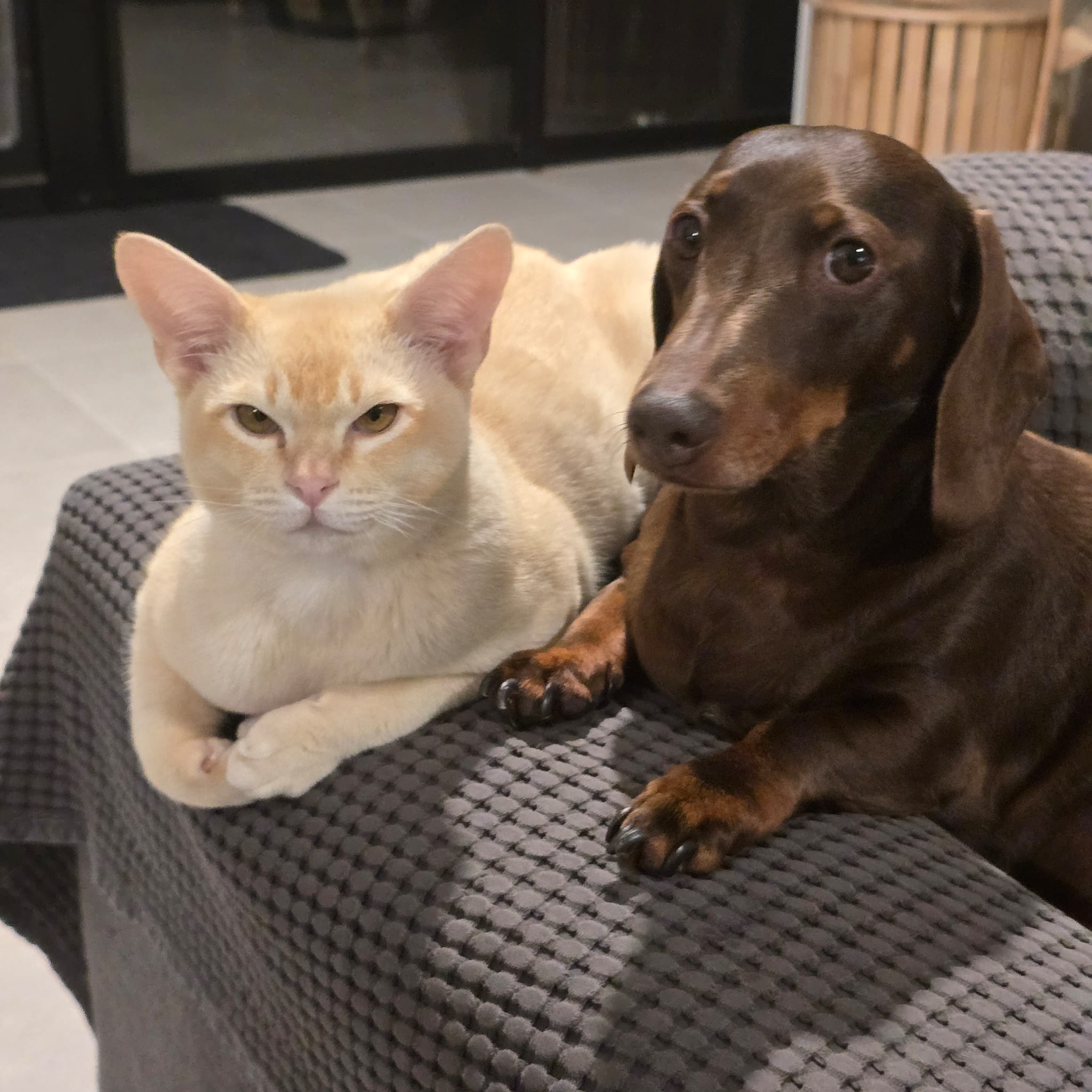 A dachshund and Henri the cat side by side on the couch