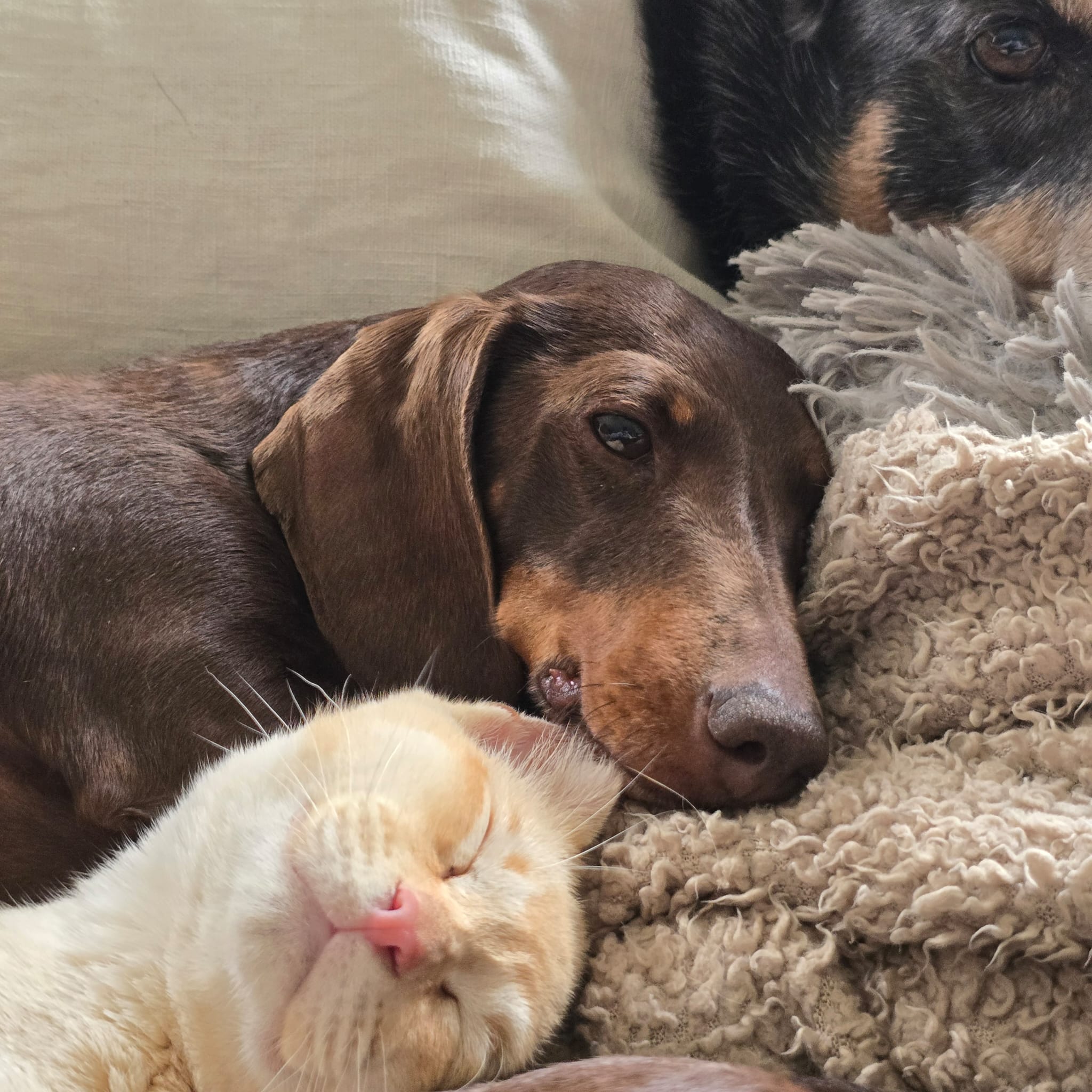 A dachshund cuddled up with the cat
