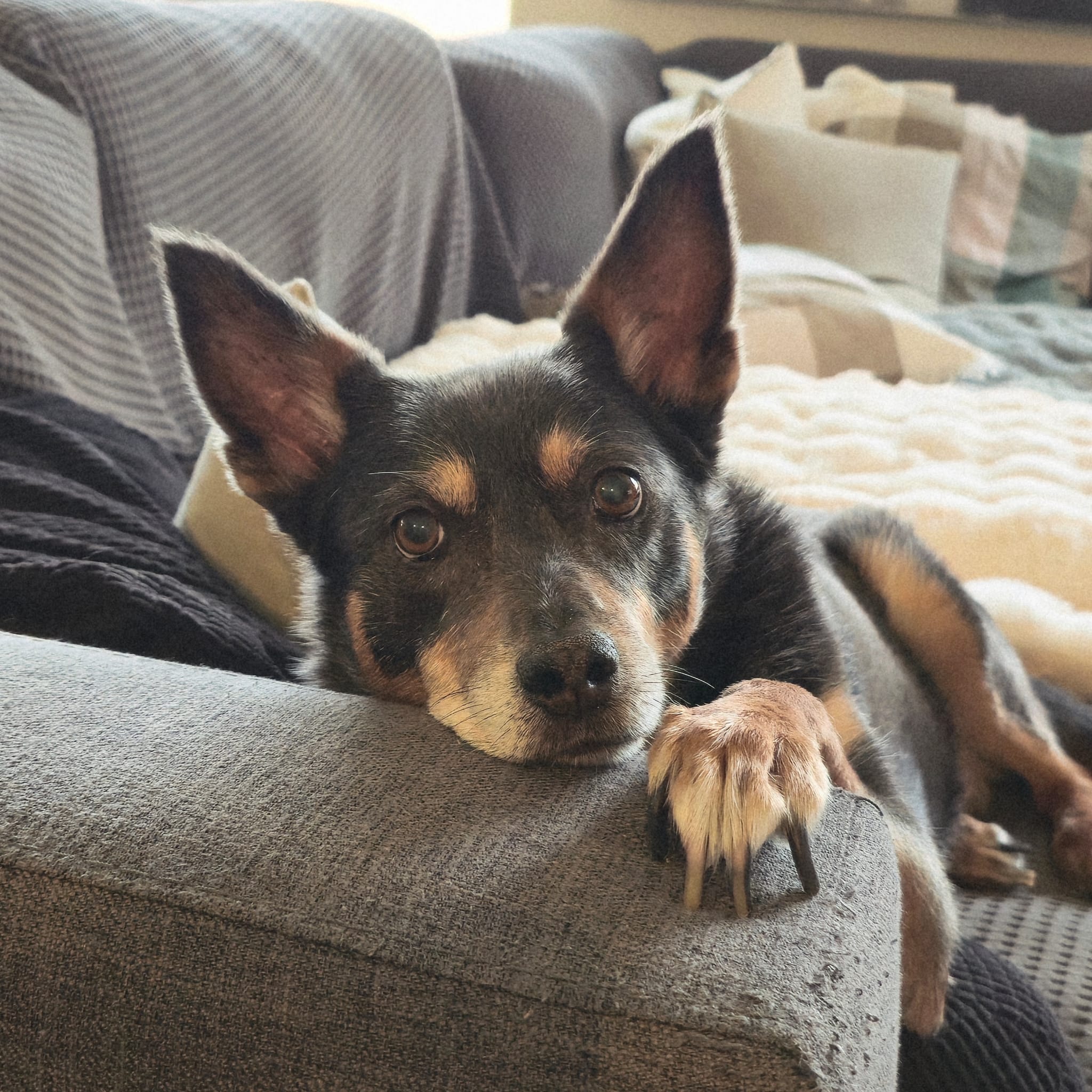 Cydi the Kelpie lying on the couch