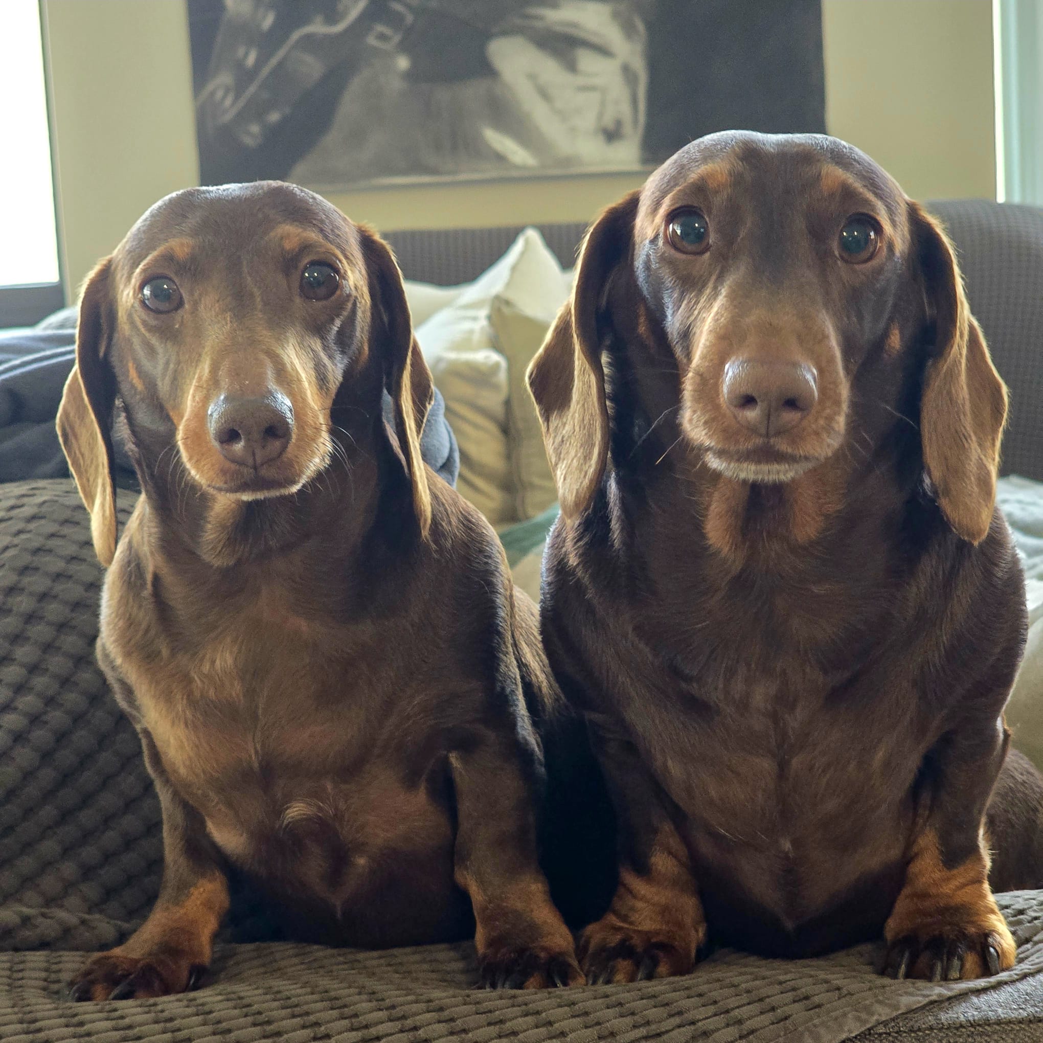 Two chocolate dachshunds sitting side by side