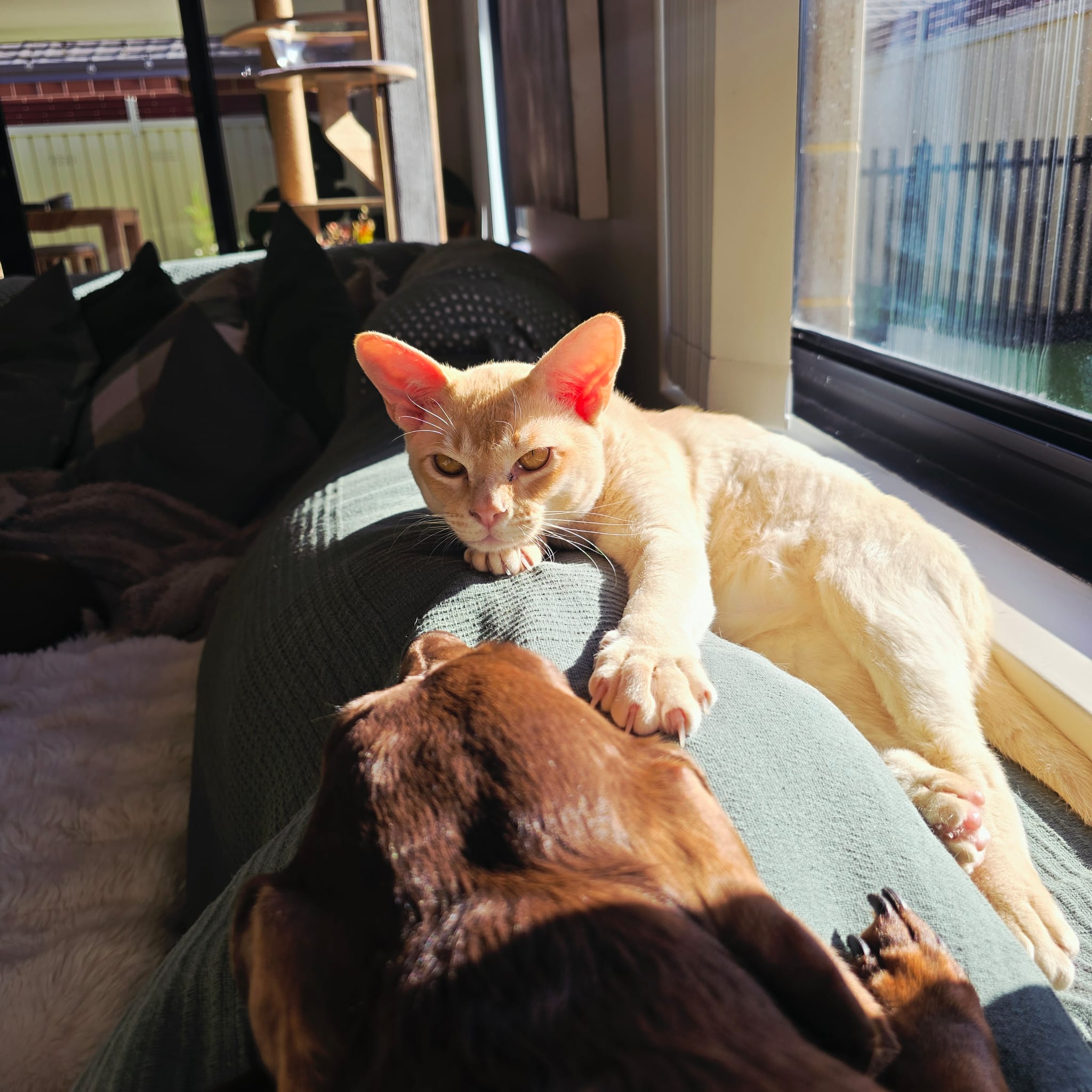 Henri the cat lying on a dachshund
