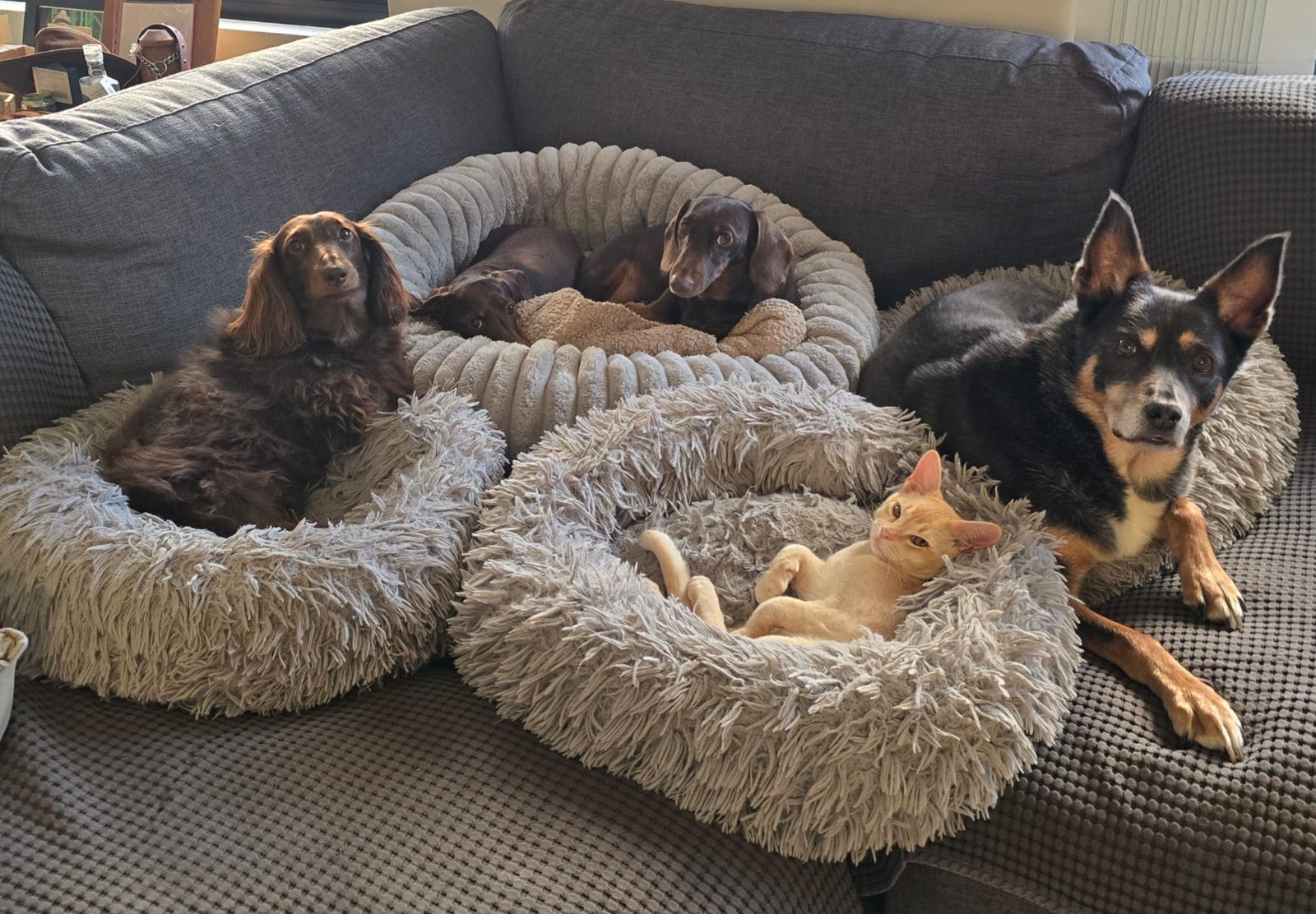 The whole pack on the couch: Roo, Poppy and Milo, Henri the cat and Cydi the Kelpie