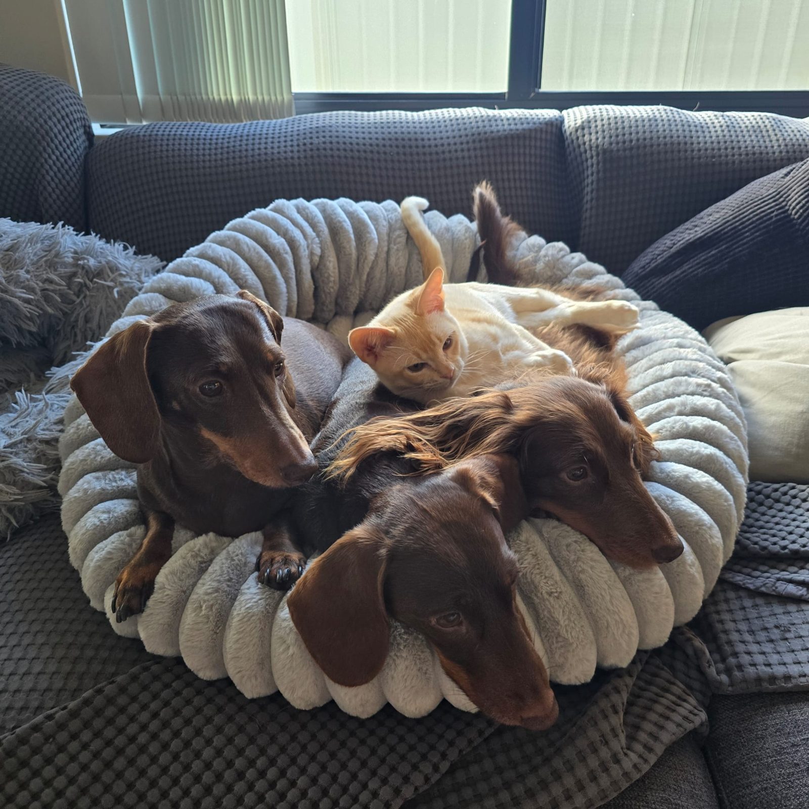 Three dachshunds and Henri the cat curled up together in a fluffy bed