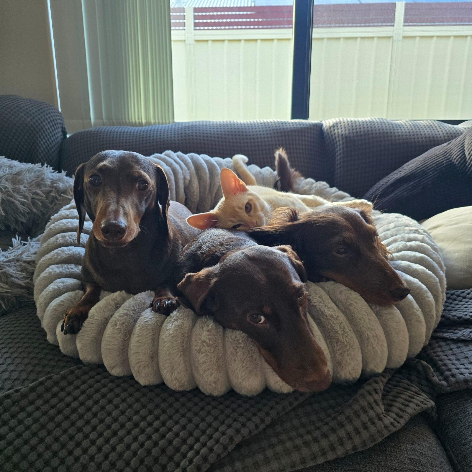 Three dachshunds and Henri the cat in the big bed, one looking at the camera