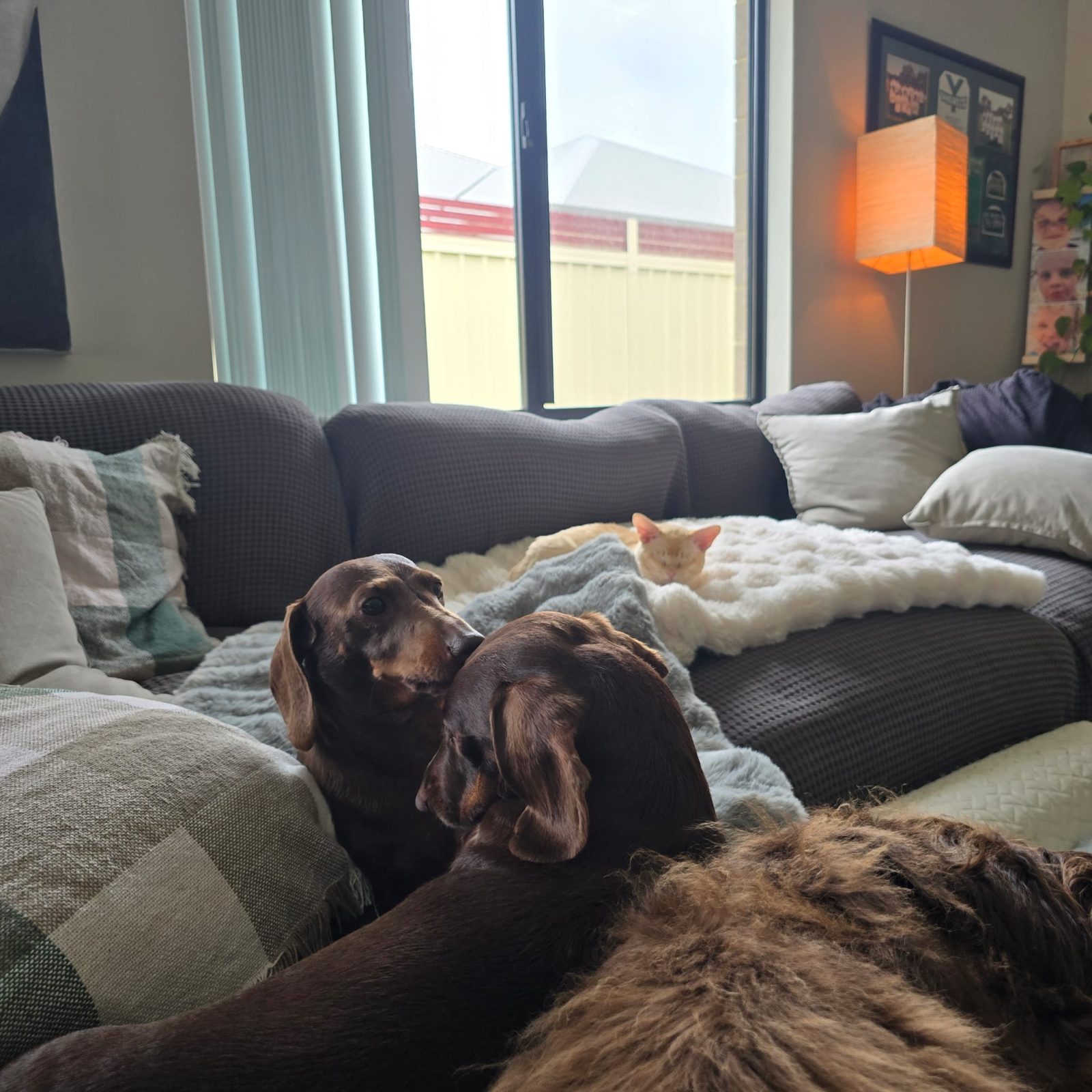 Poppy snuggling Milo on the couch, Roo in front and Henri napping behind