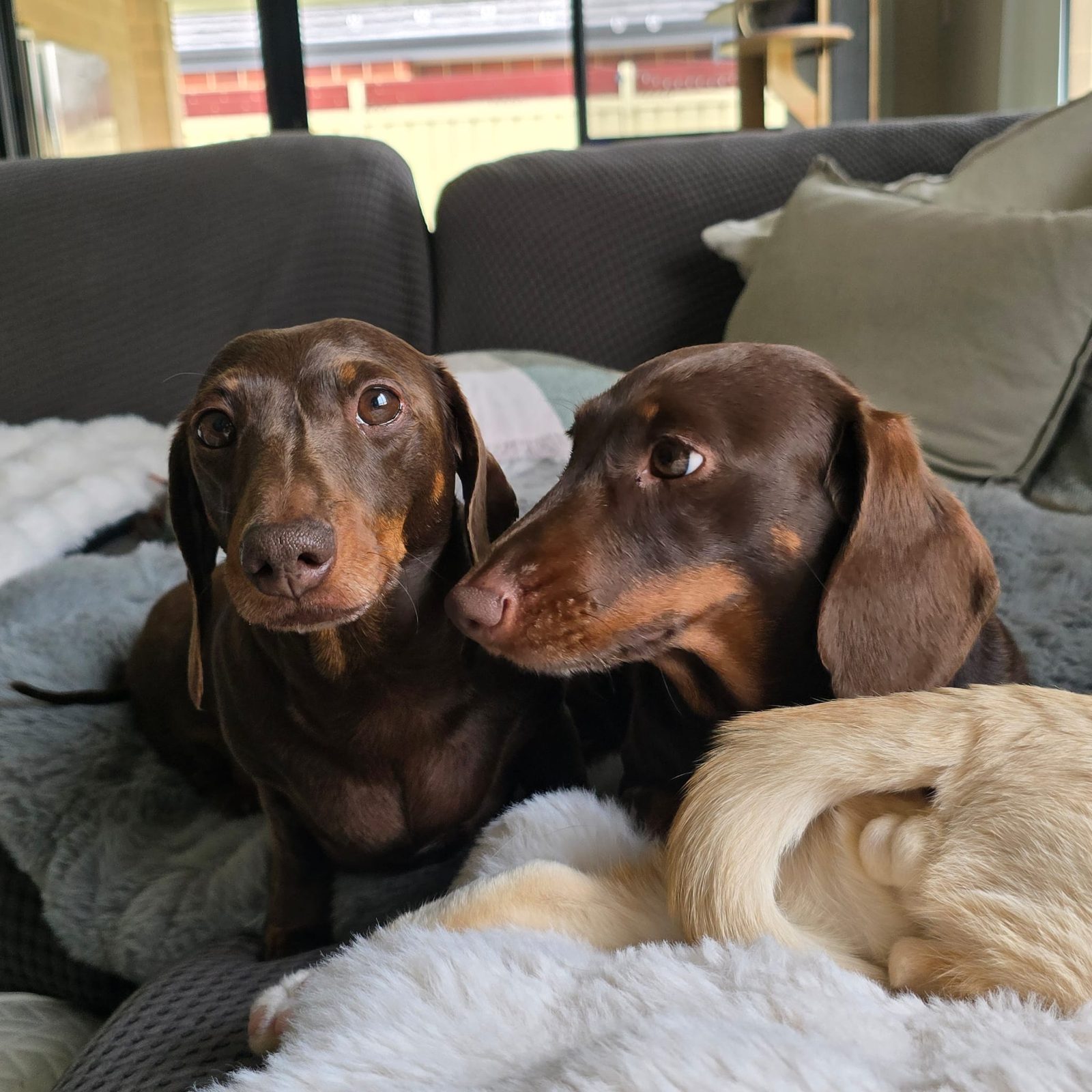 Two smooth dachshunds on the couch next to Henri's tail
