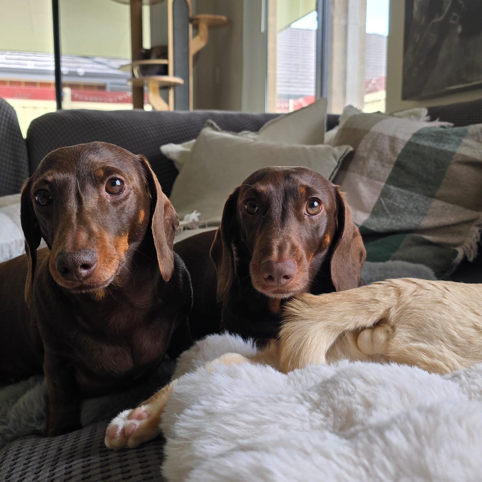 Two dachshunds looking at the camera with Henri curled beside them