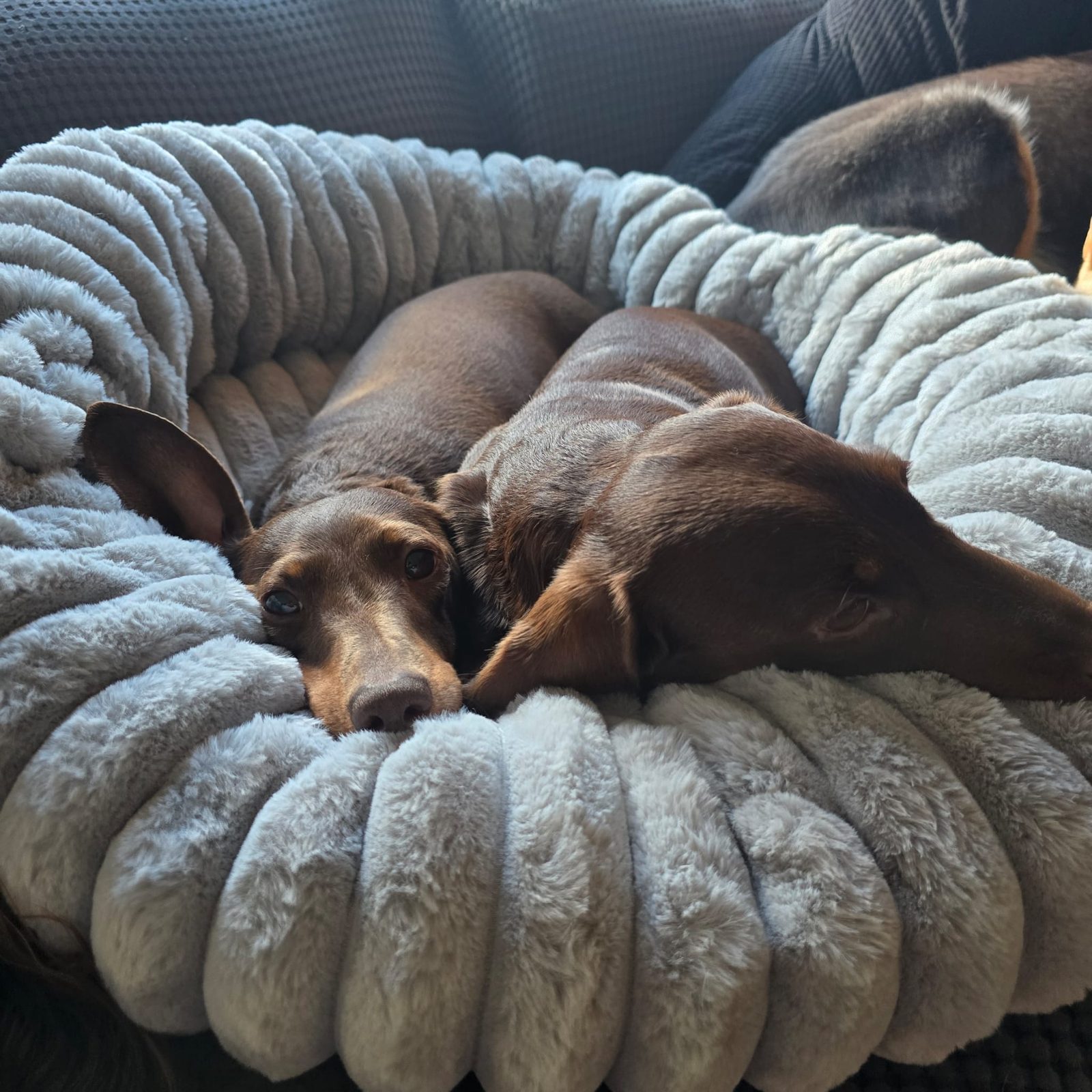 Two dachshunds tucked into a fluffy bed together