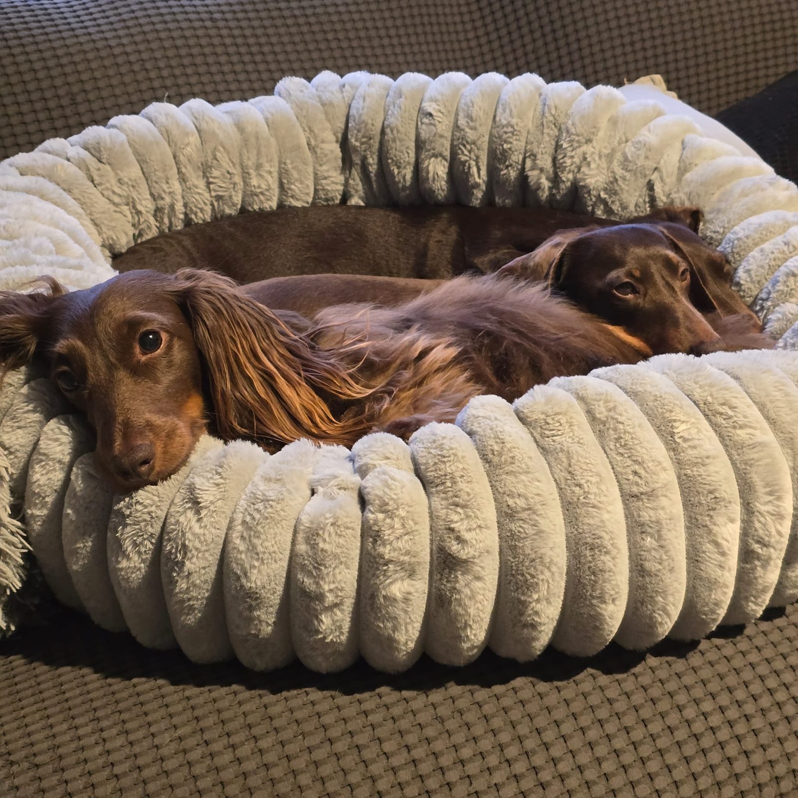 Roo, with her long ears, sharing a bed with her sister