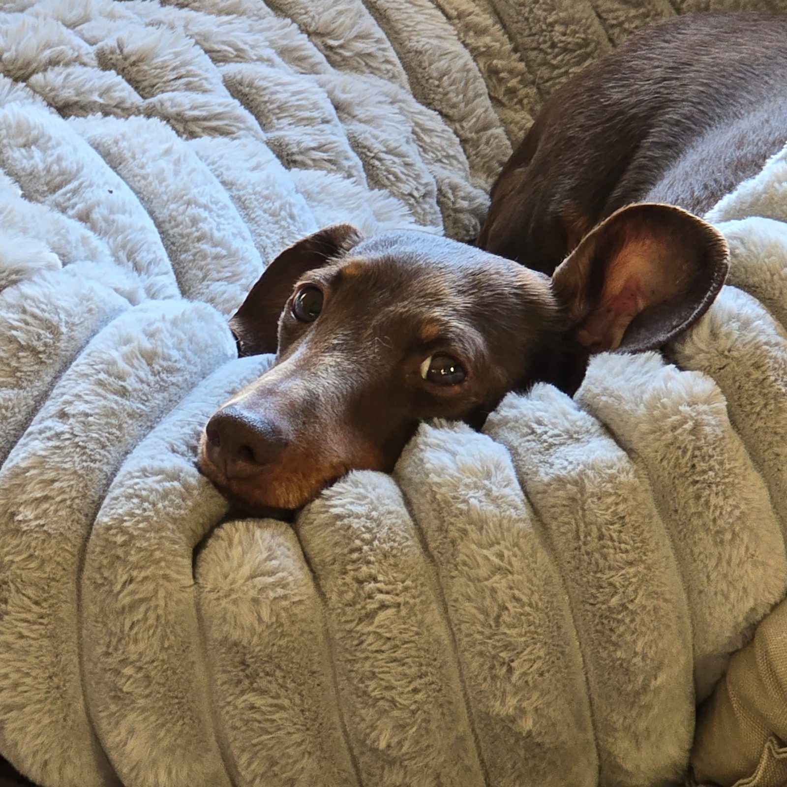 Poppy peeking out from a fluffy bed with one ear flipped up