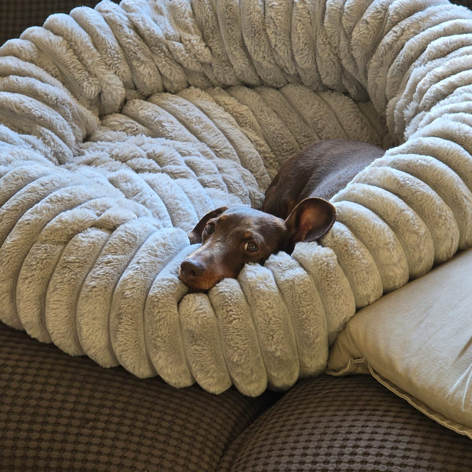Poppy resting her chin on the edge of a fluffy bed