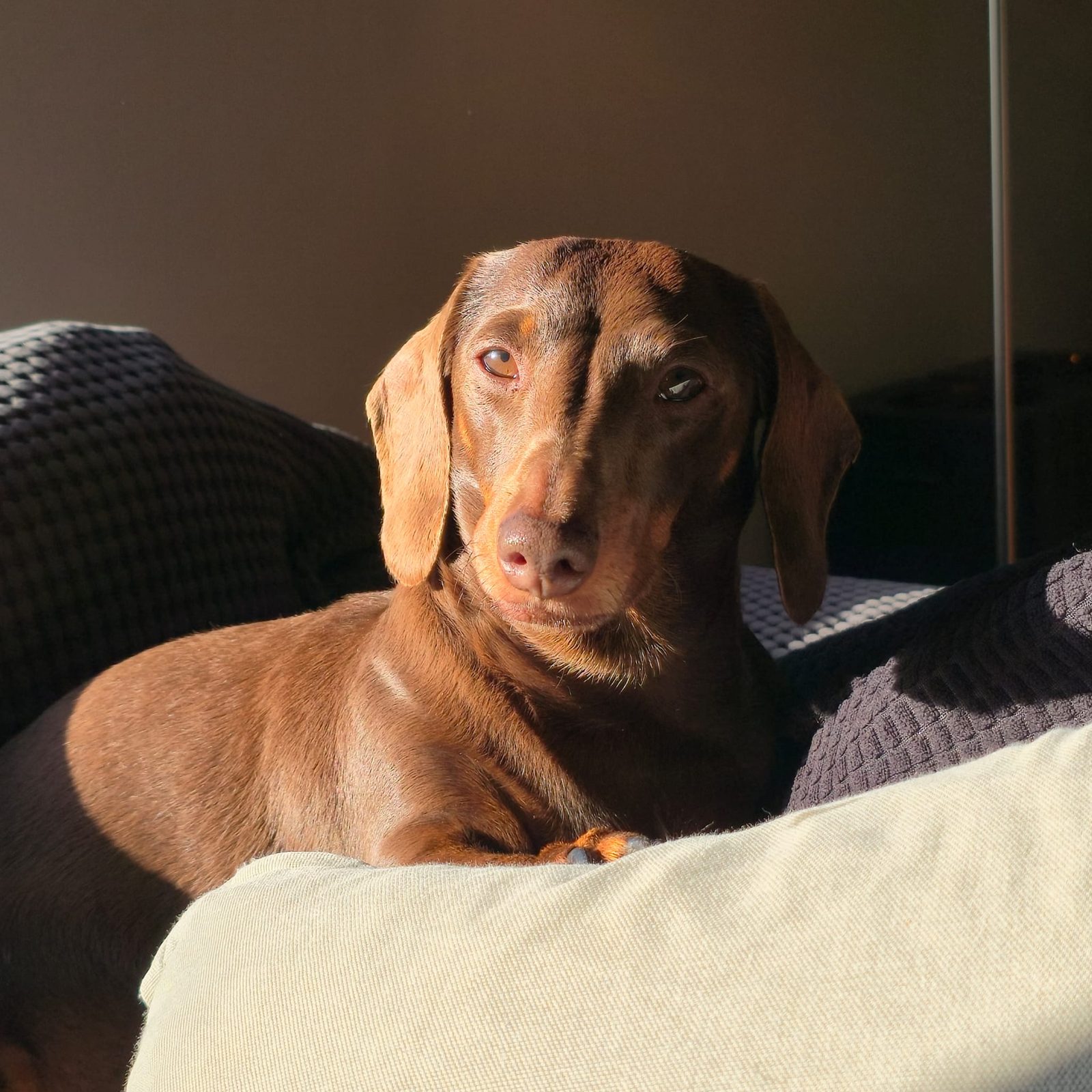 Poppy sitting in the afternoon sun on the couch