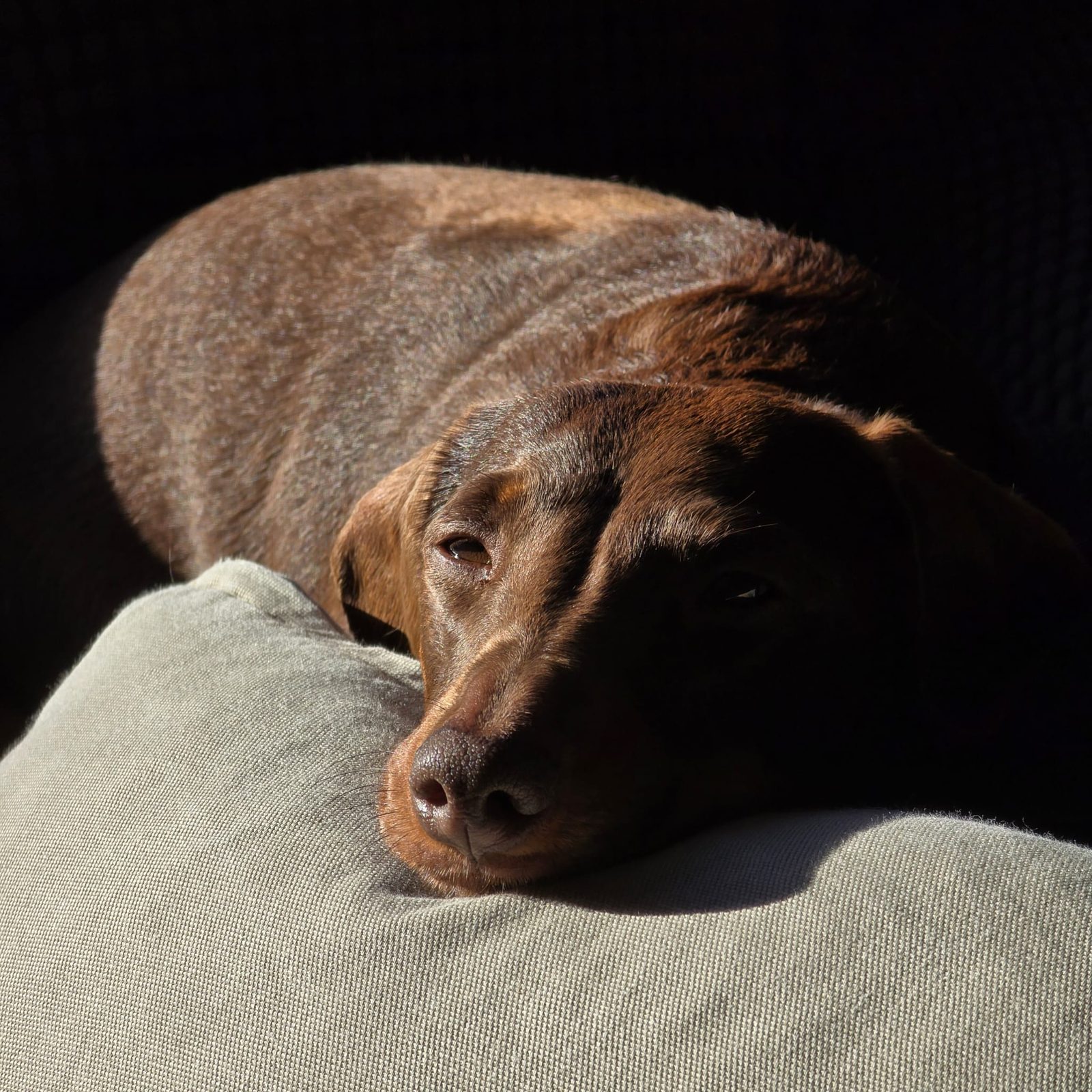 Poppy resting her head on a cushion in the sunlight