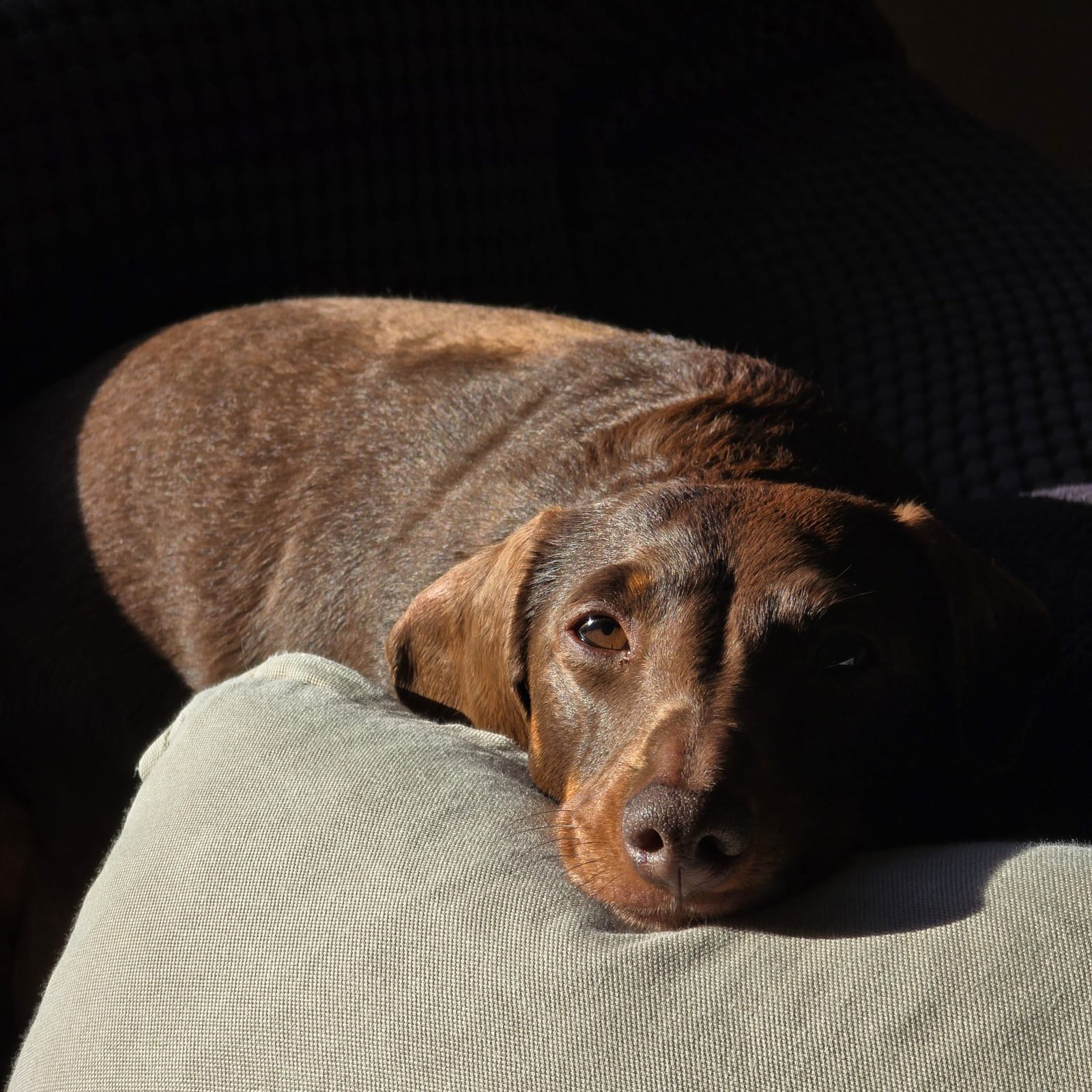 Poppy curled on the couch, chin on a cushion