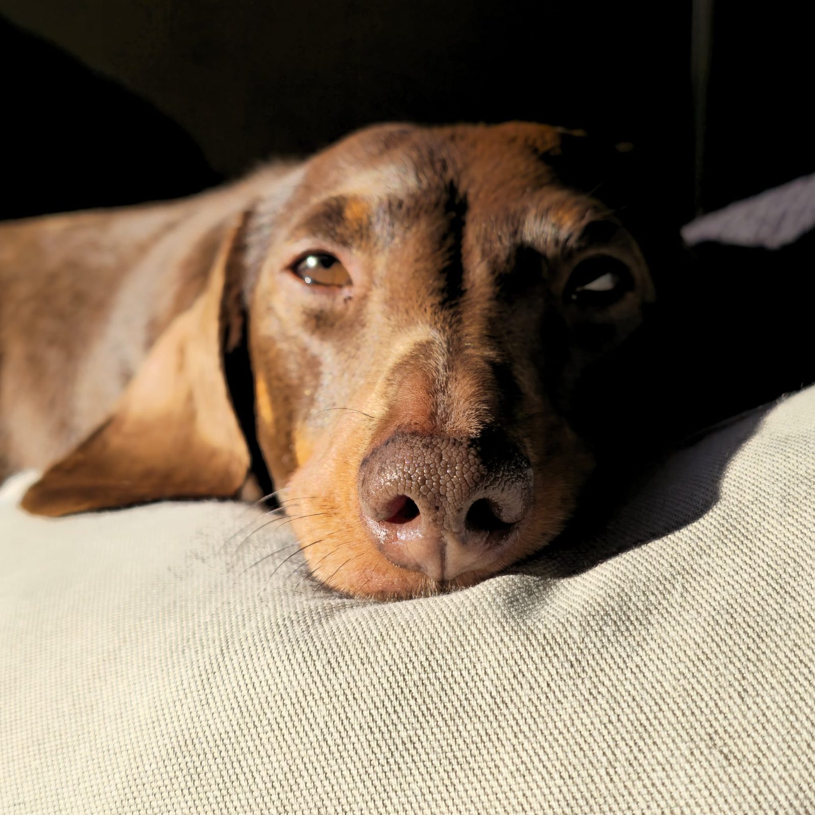 Close-up of a Poppy's sleepy nose in the sun