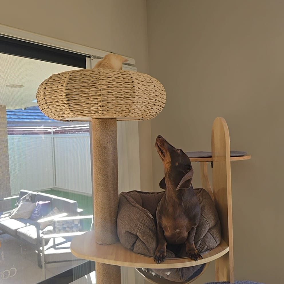 Poppy in the cat tree looking up at Henri