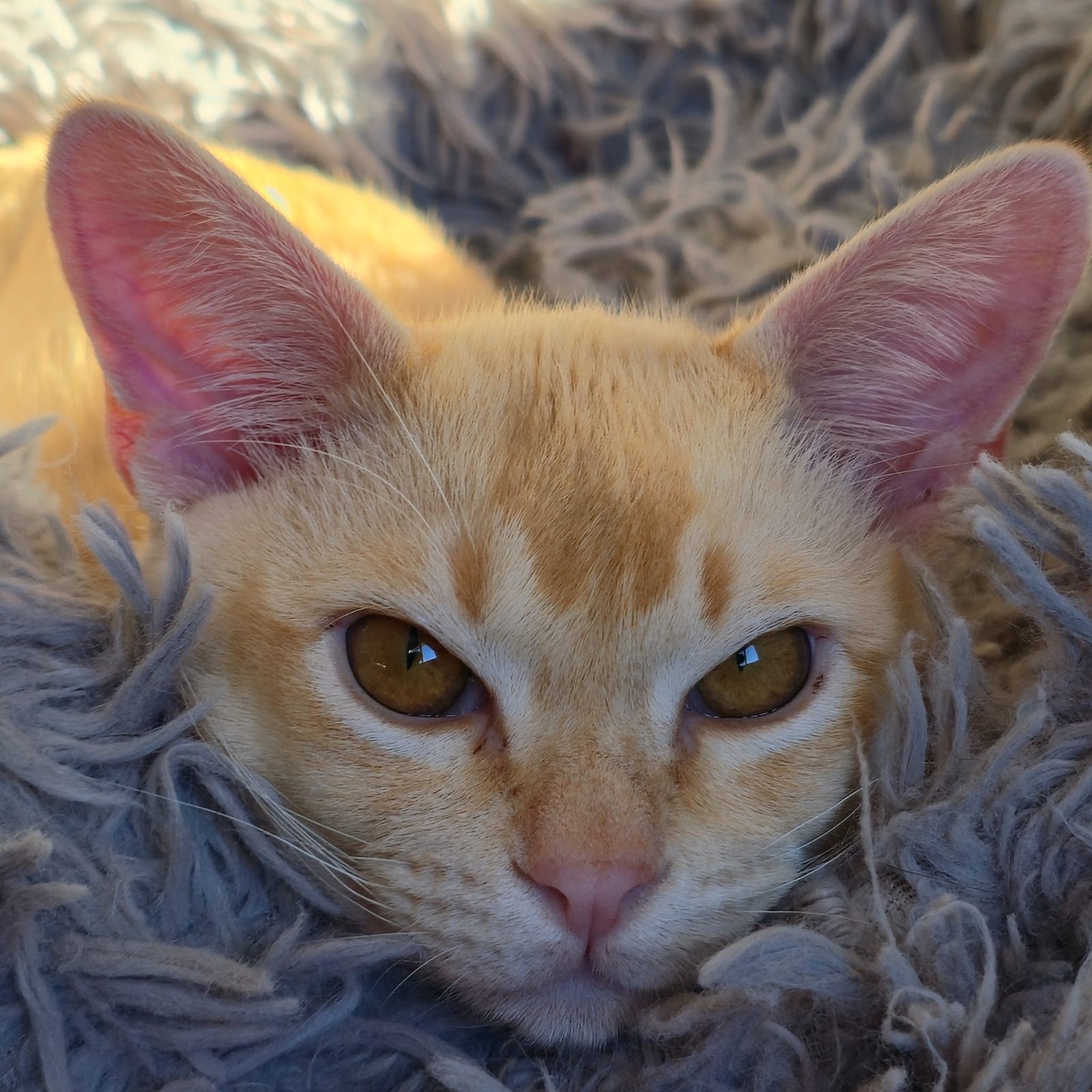 Close-up of Henri the cat's face in a fluffy rug