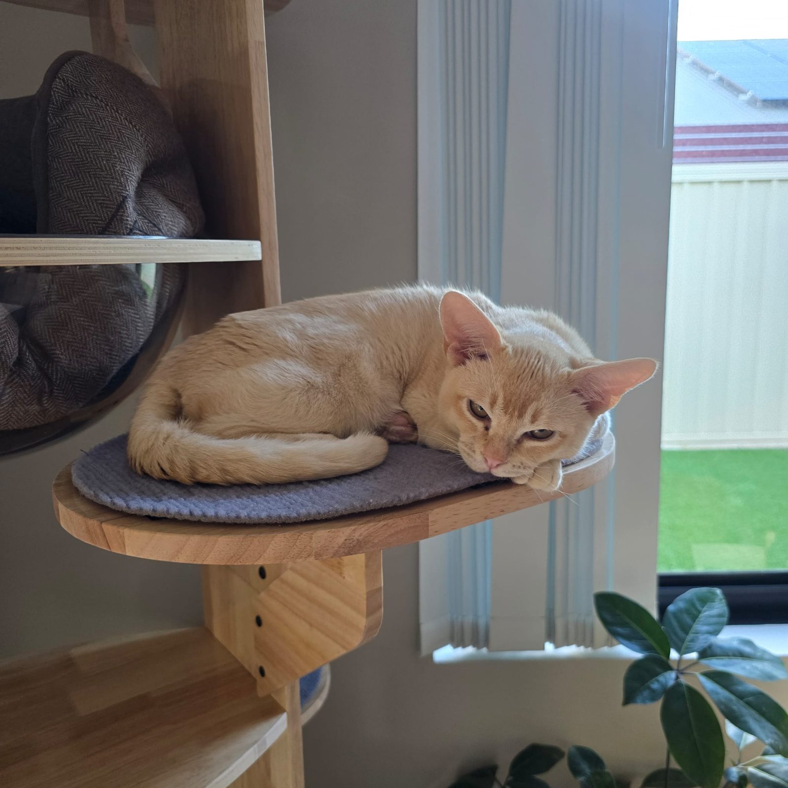 Henri the cat curled up on his cat tree